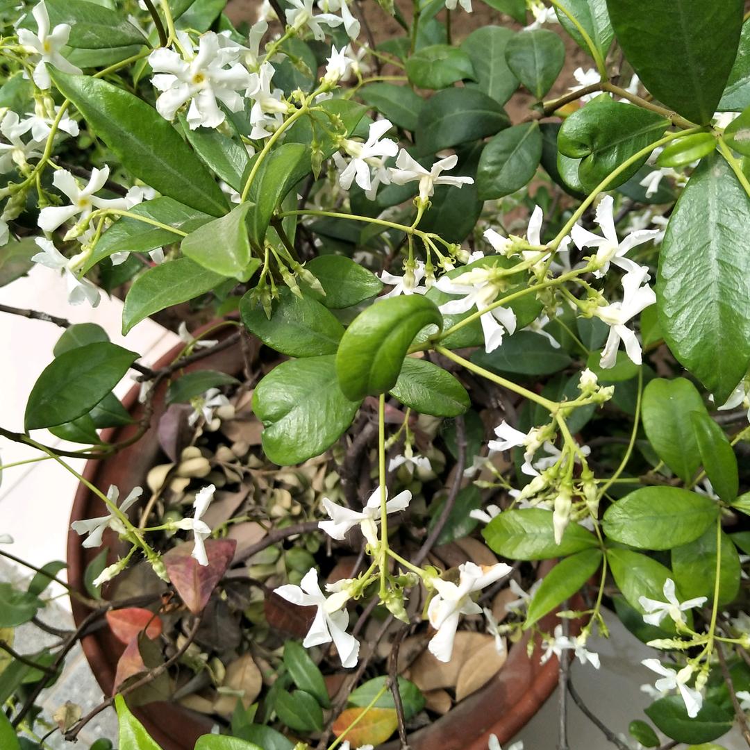 回头是灿烂的夏