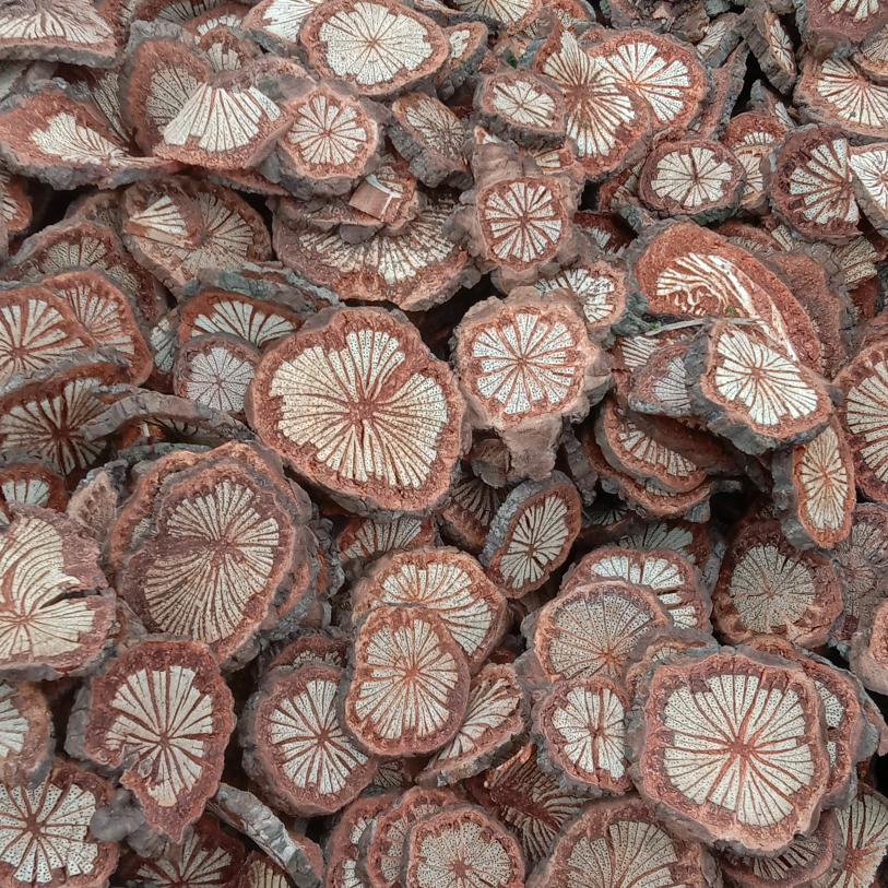 大量收购合欢皮桑黄