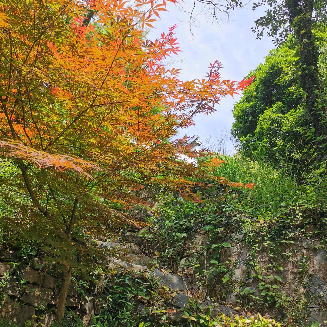 晓庆622