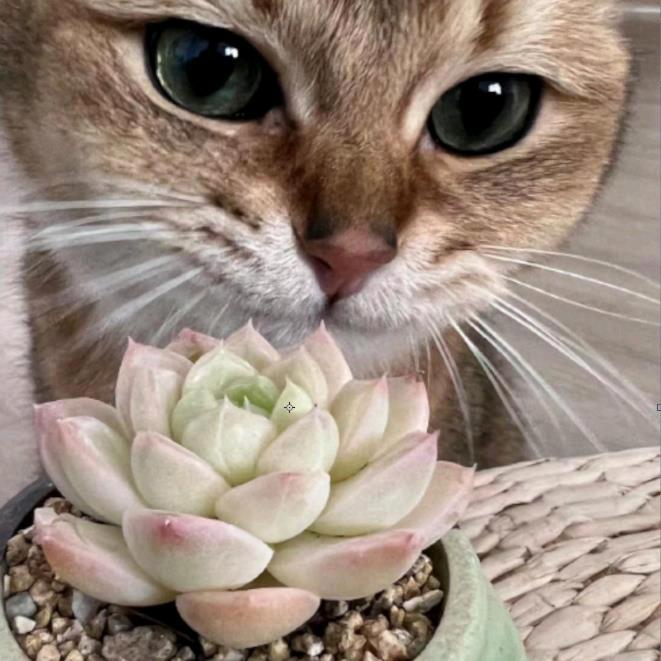 青橙多肉法师锦