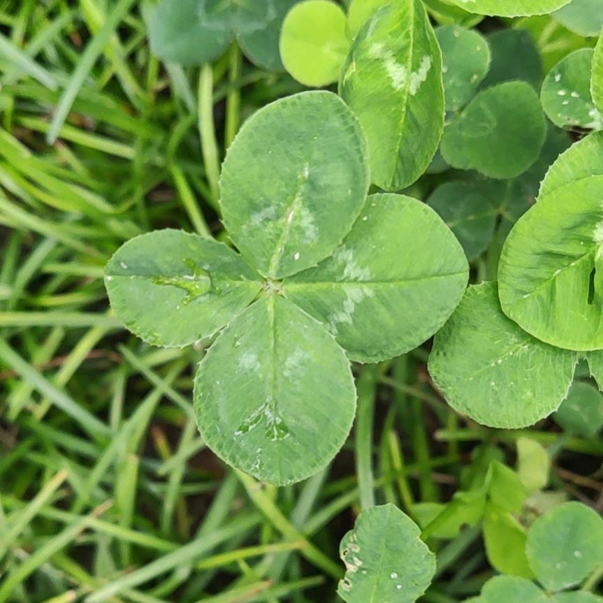 额可口可乐了看看了