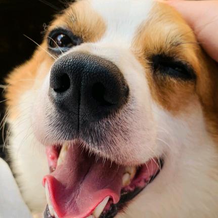 大魔王伏特加@抖音