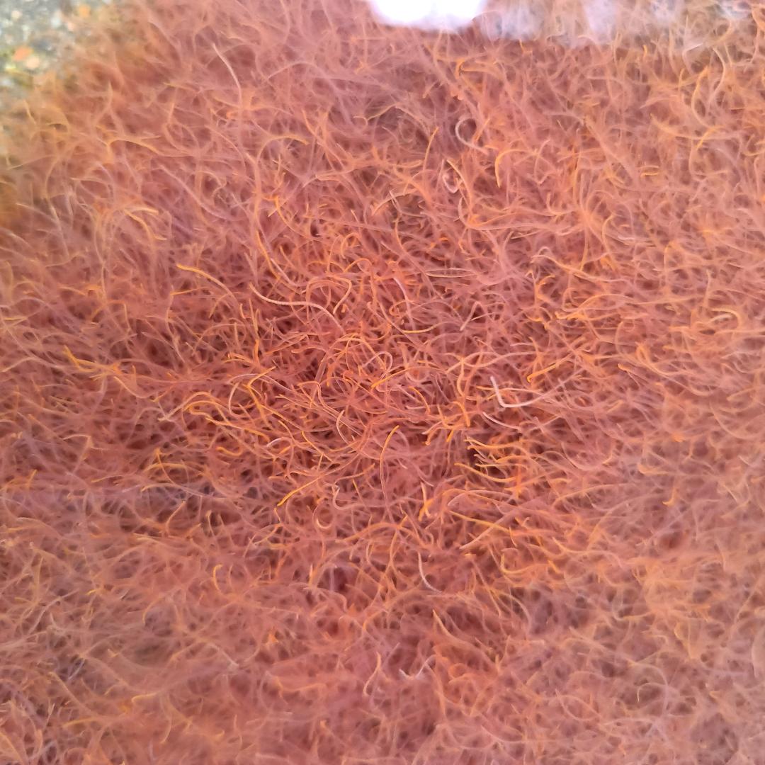 红线虫批发零售