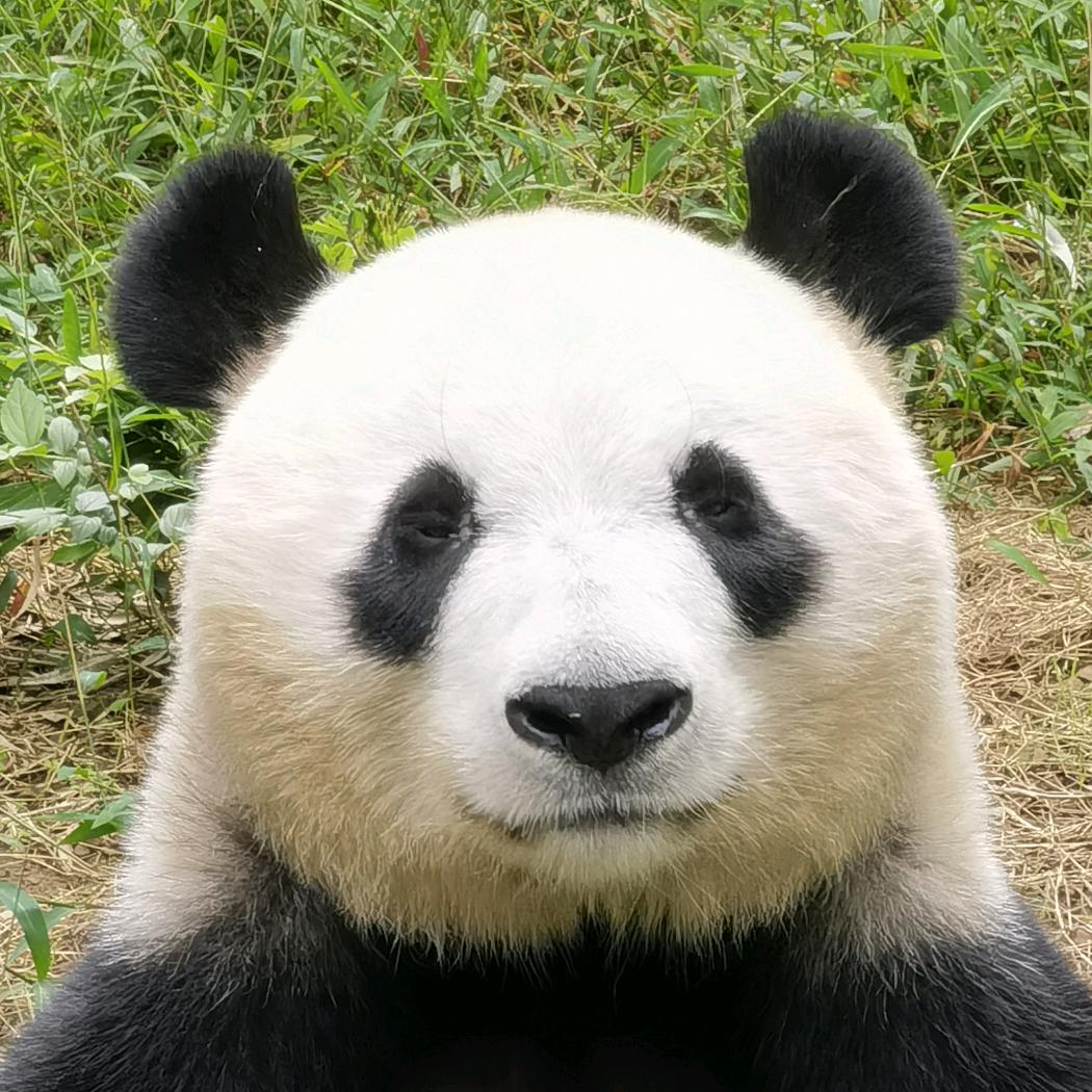 不一样的喵
