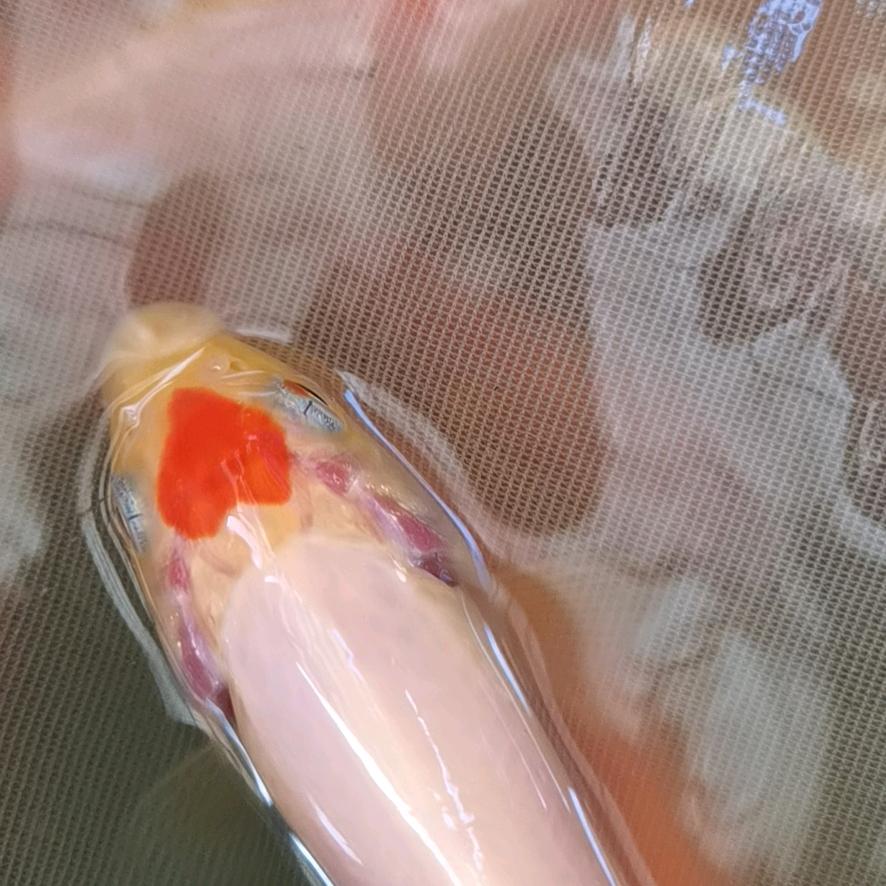 锦鲤坑王～朝朝？