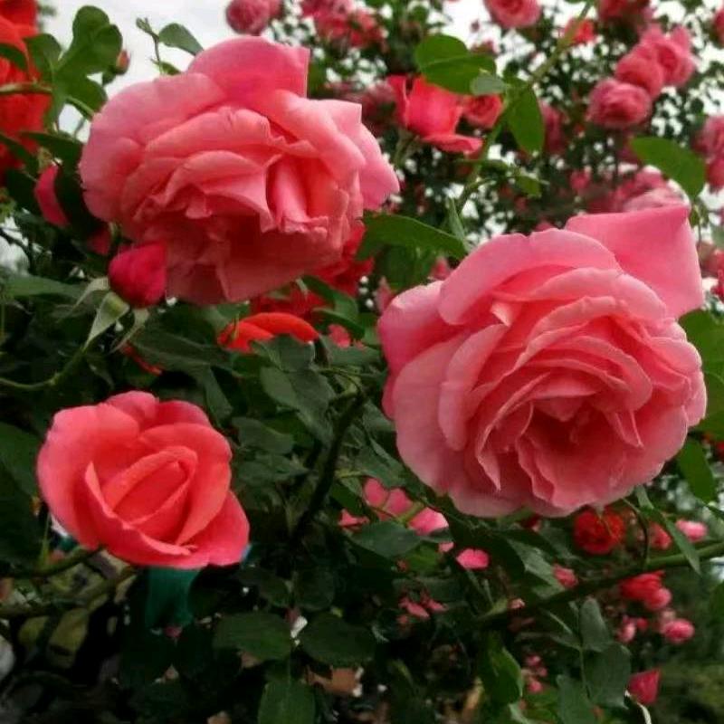 春暧花开