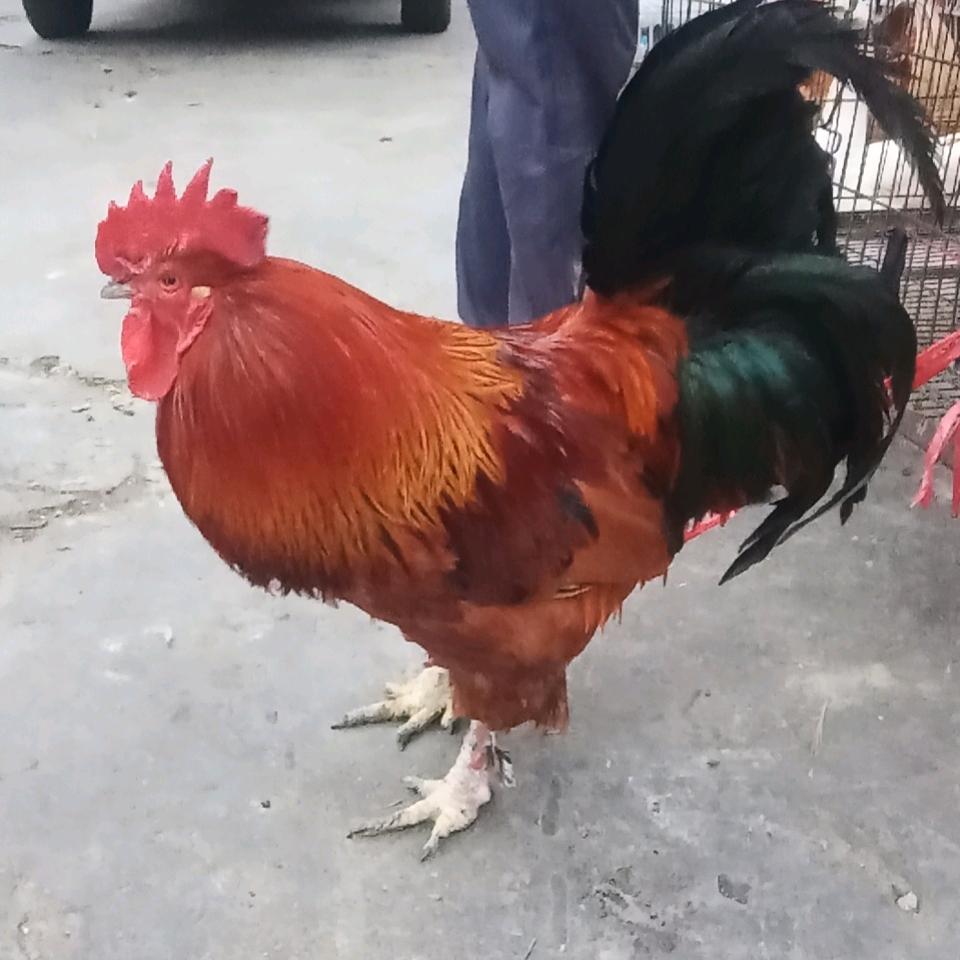 没有了土地的农民