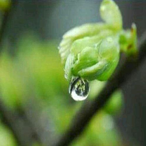 倚窗听雨