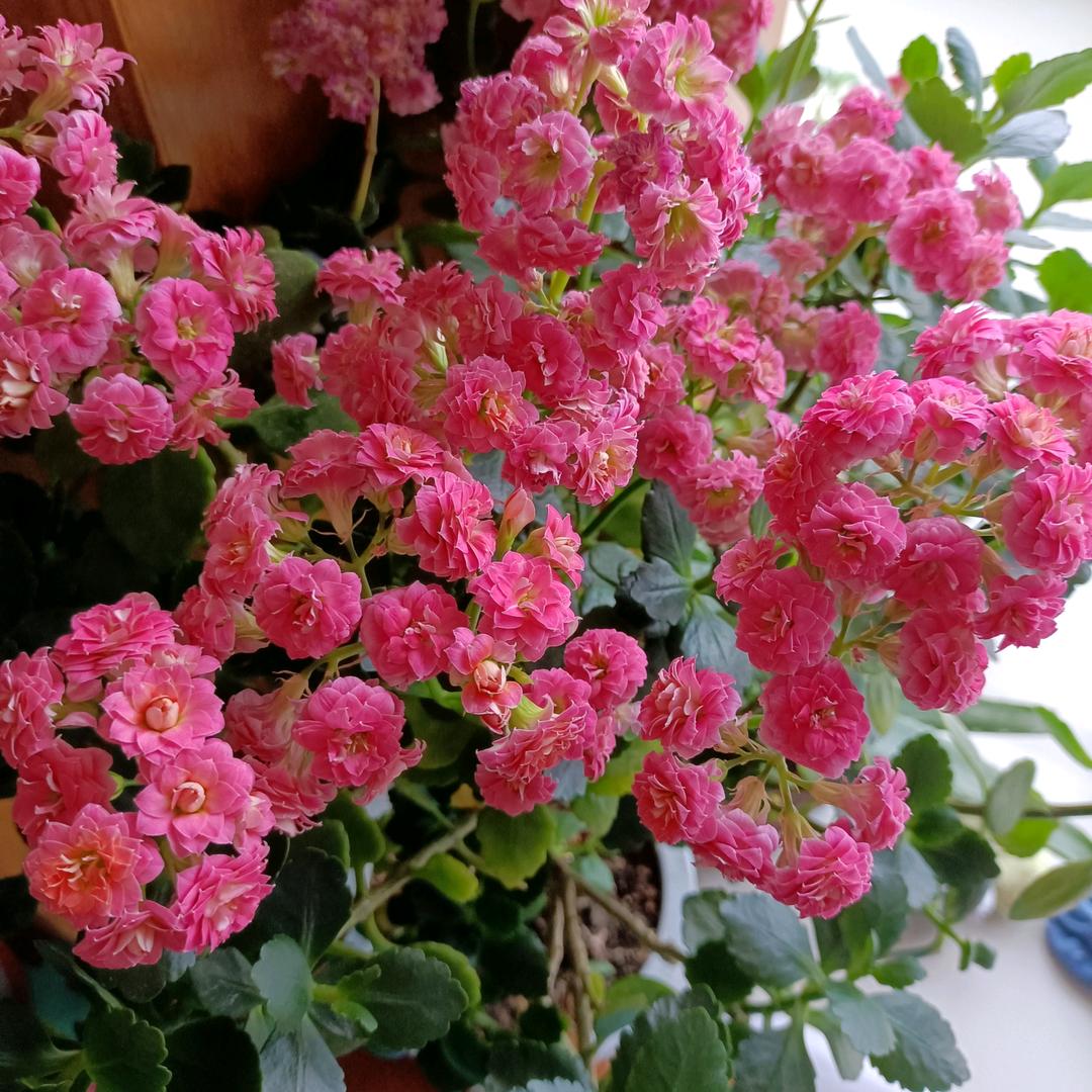 幸福hen简单_212231576