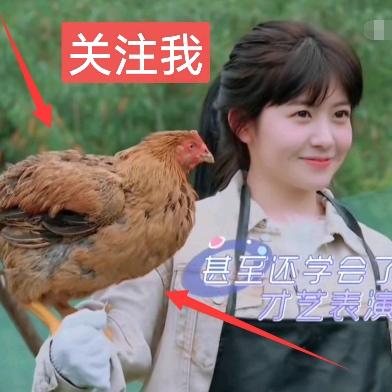 养鸡好帮手三妹