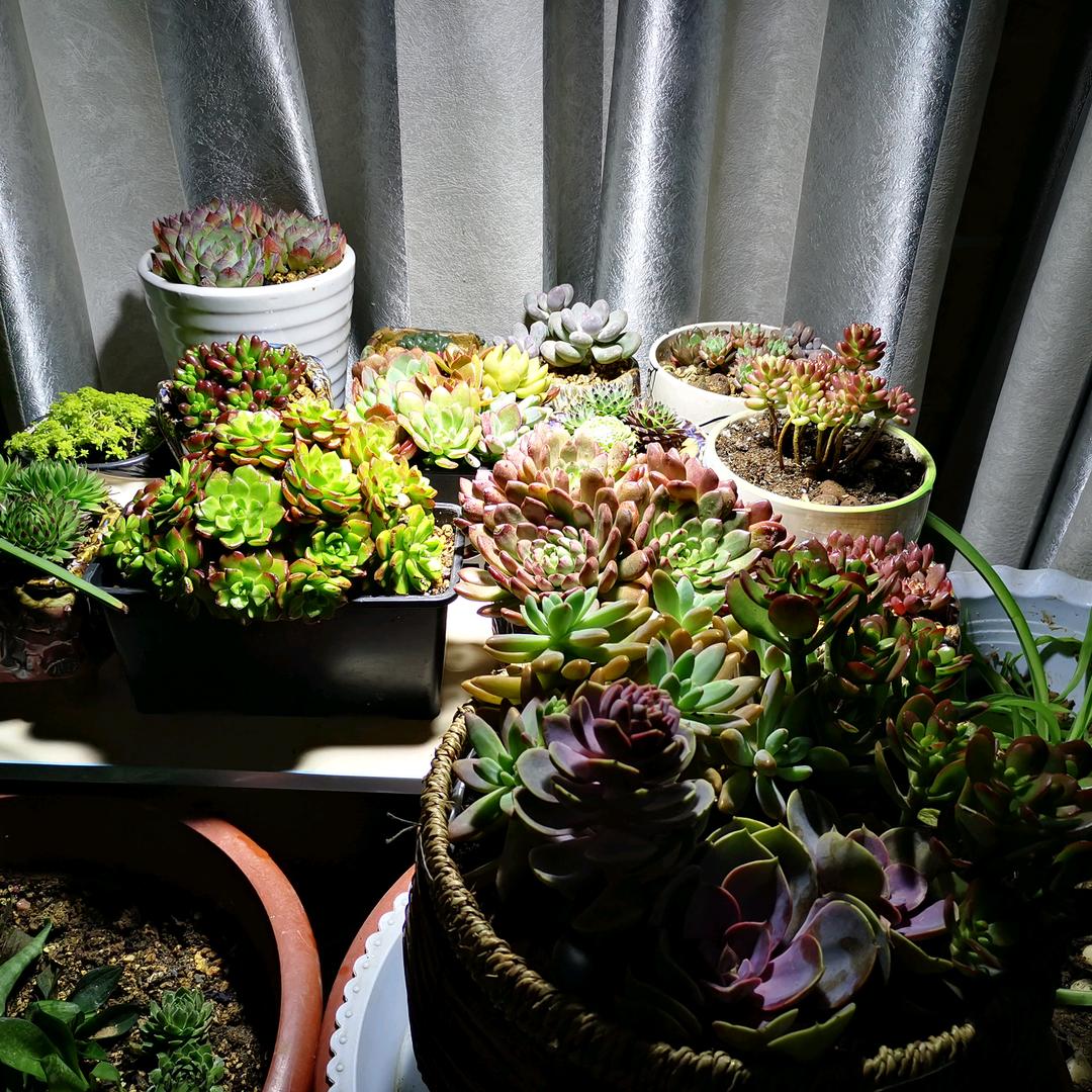 清清葫芦丝
