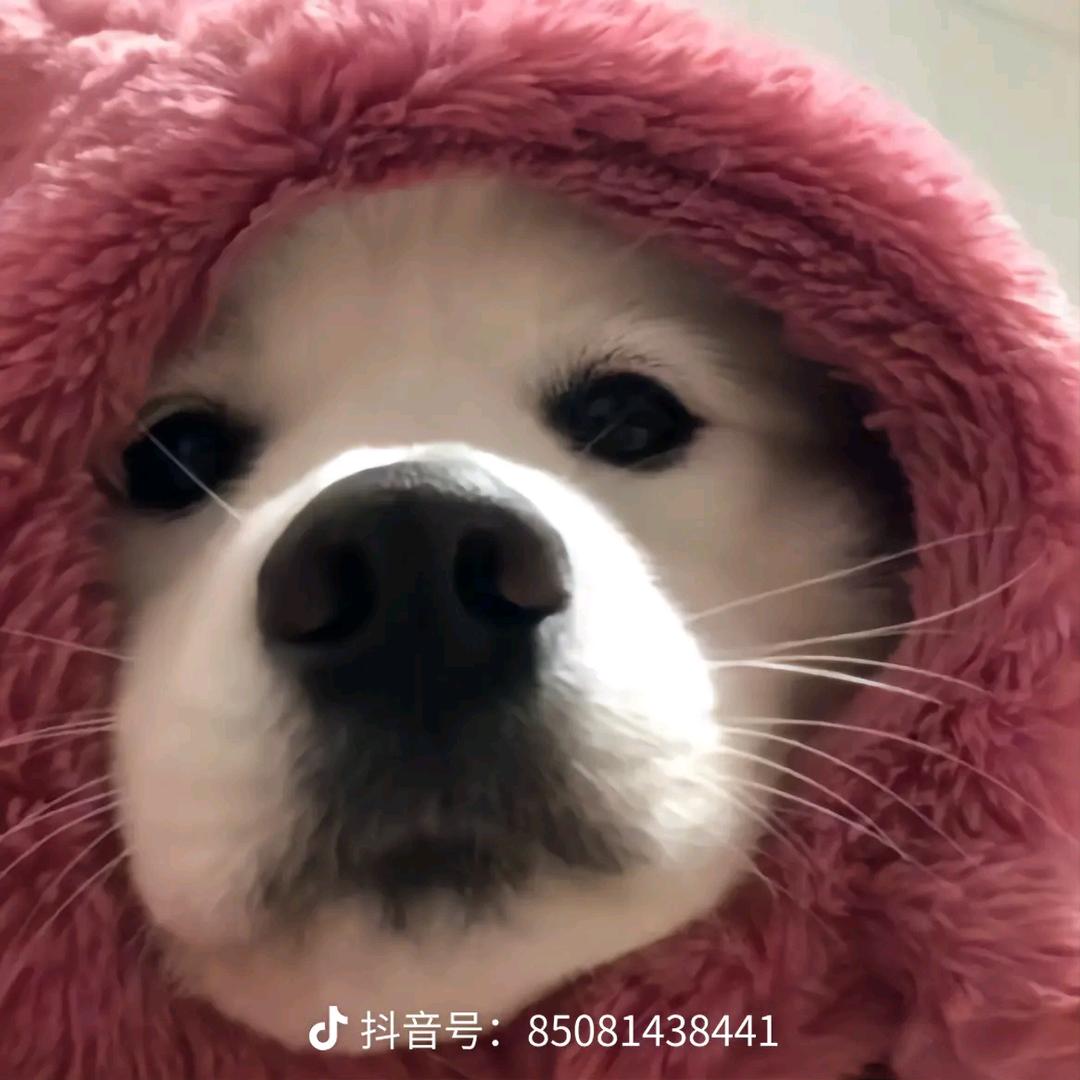 鱼丸粗面