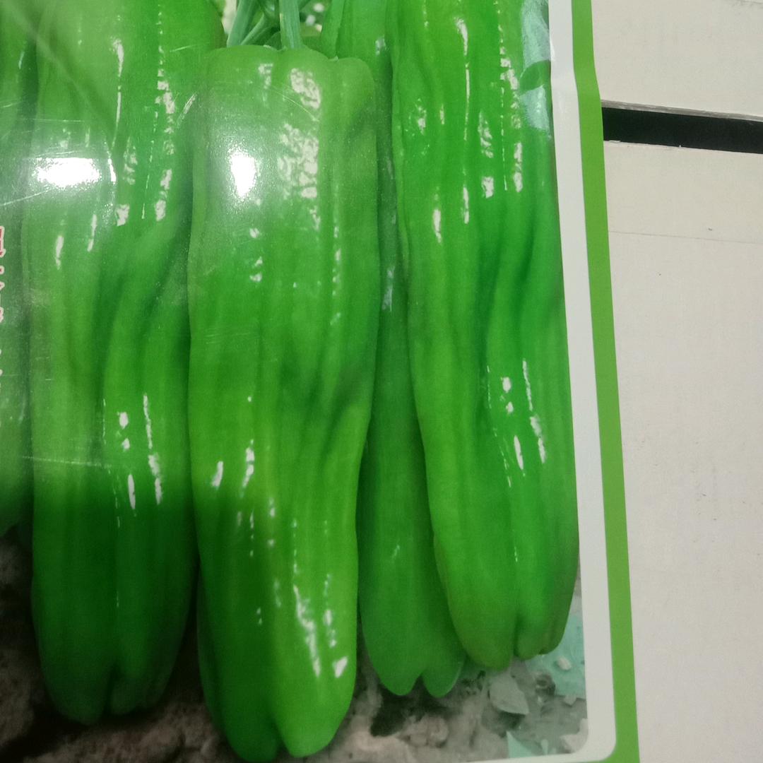 正朝蔬菜专业合作社