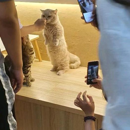 橘子猫屋撸猫馆