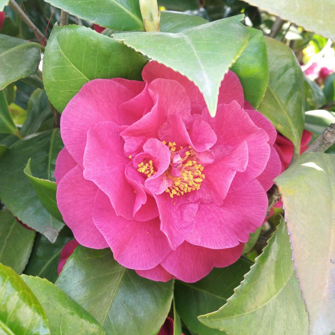 玉芳