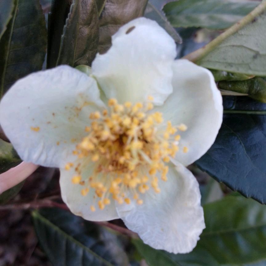 小花