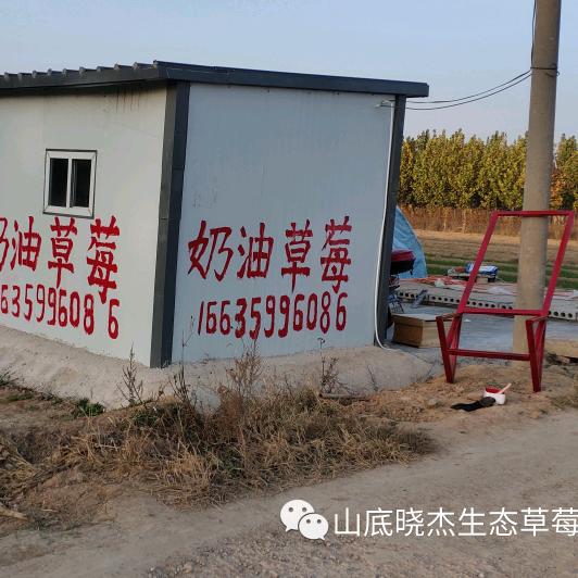 晓杰奶油草莓基地