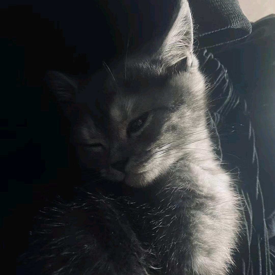 她说她是他的它