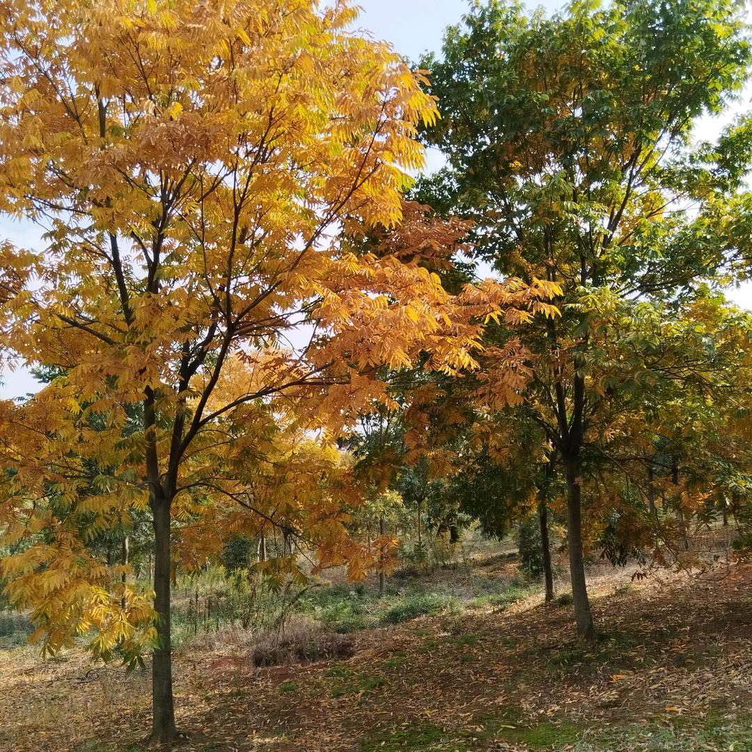 千亩无患子～吉野樱花基地