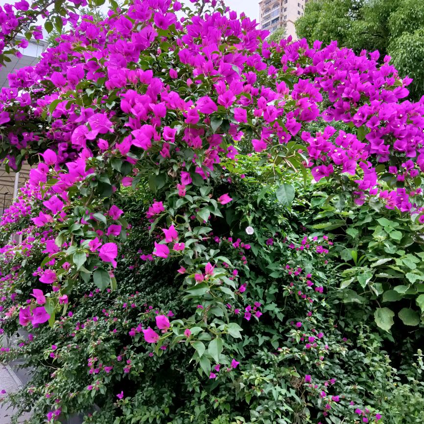 锡芬