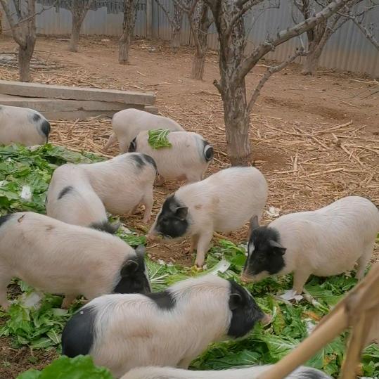 冯二怪生态养殖