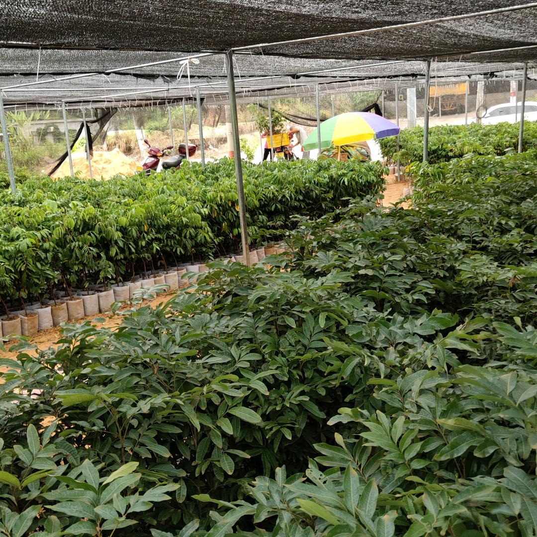 高州市创粤果苗农业基地