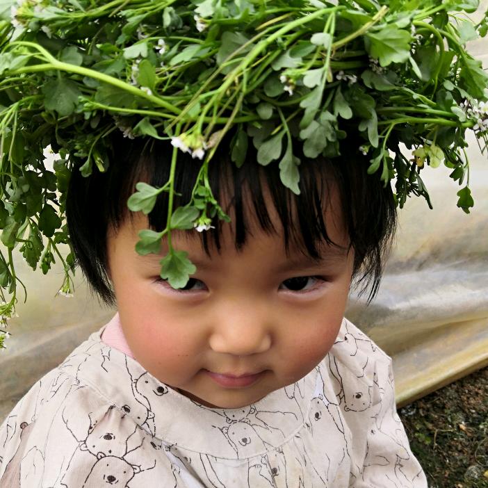 杨梅