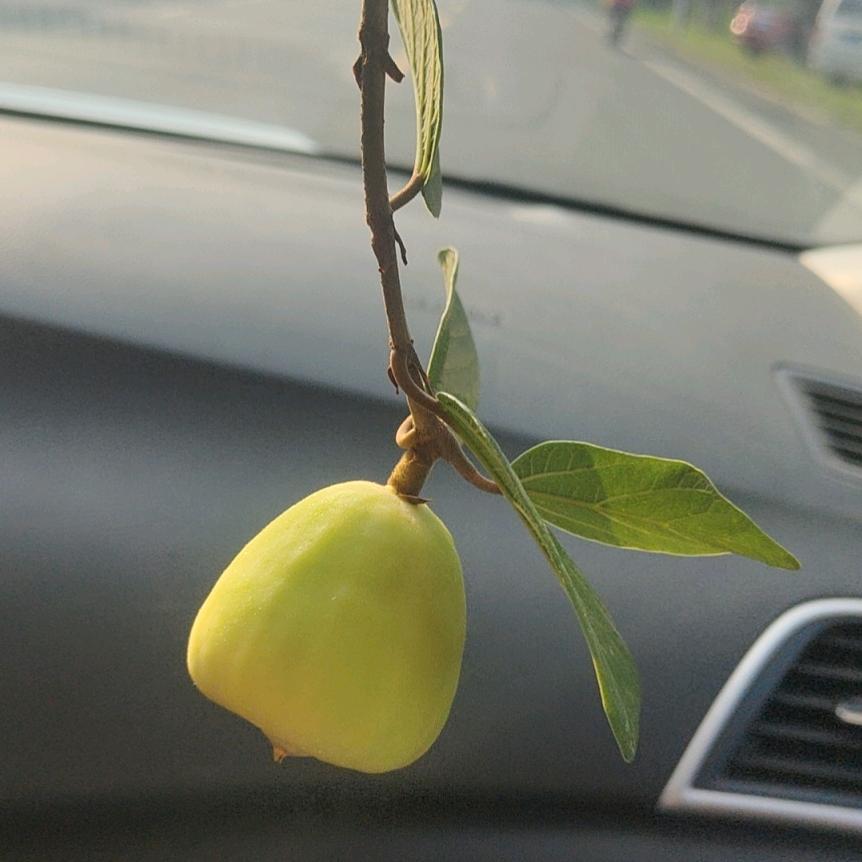 前进园艺翰花花世界