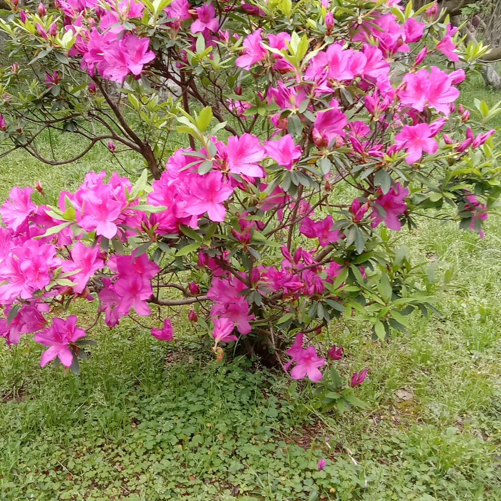 用户9706202595130清香