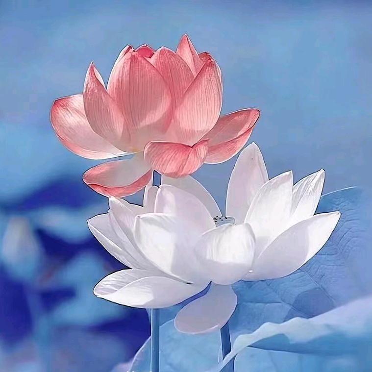 绿植园艺