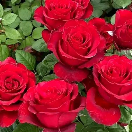 玫瑰🌹wtb