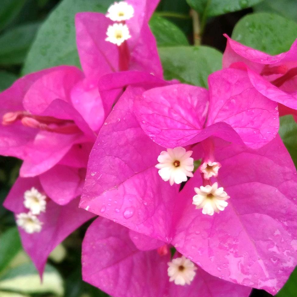 花好月圆