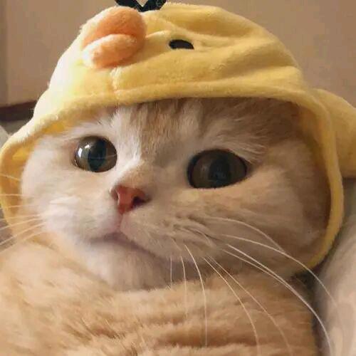 茕子