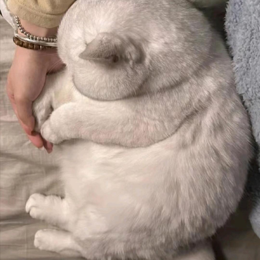 是小陆诶