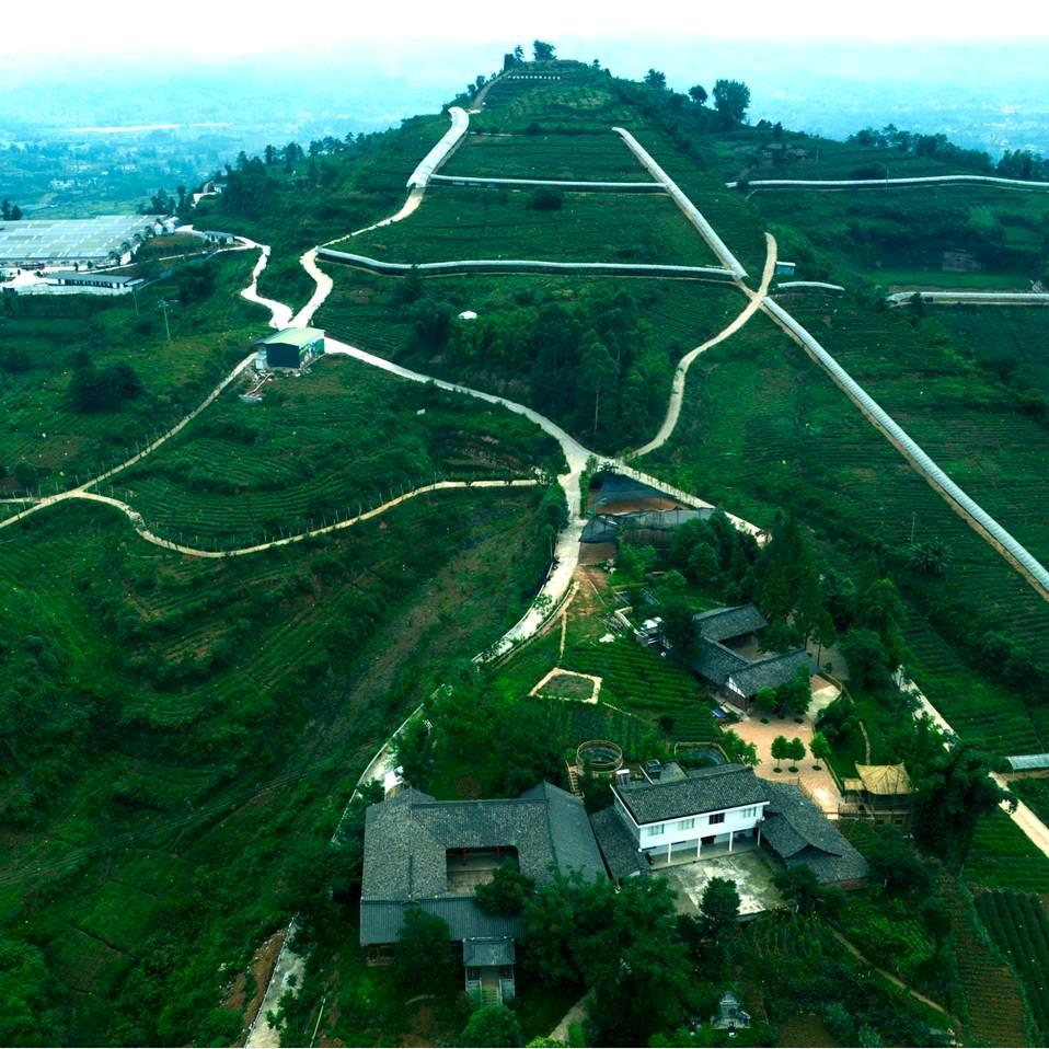 高山庙生态有机水果