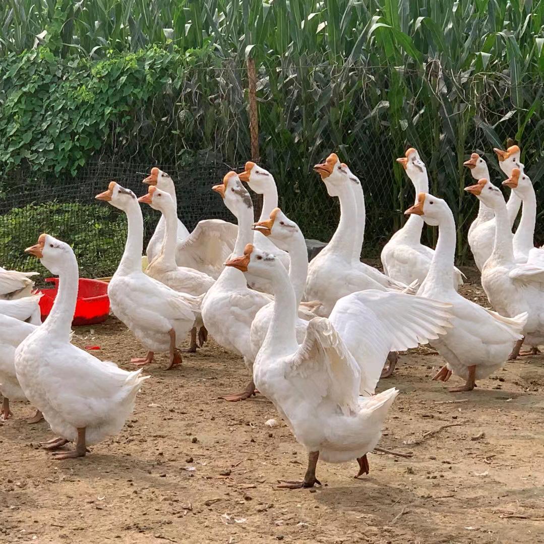 燕开田园农场