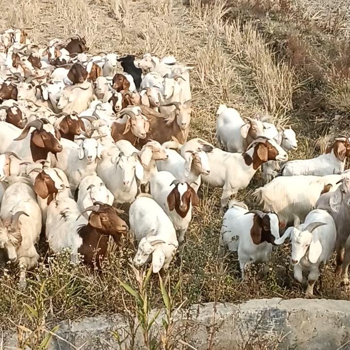 启航生态牧业洪江山羊养殖场