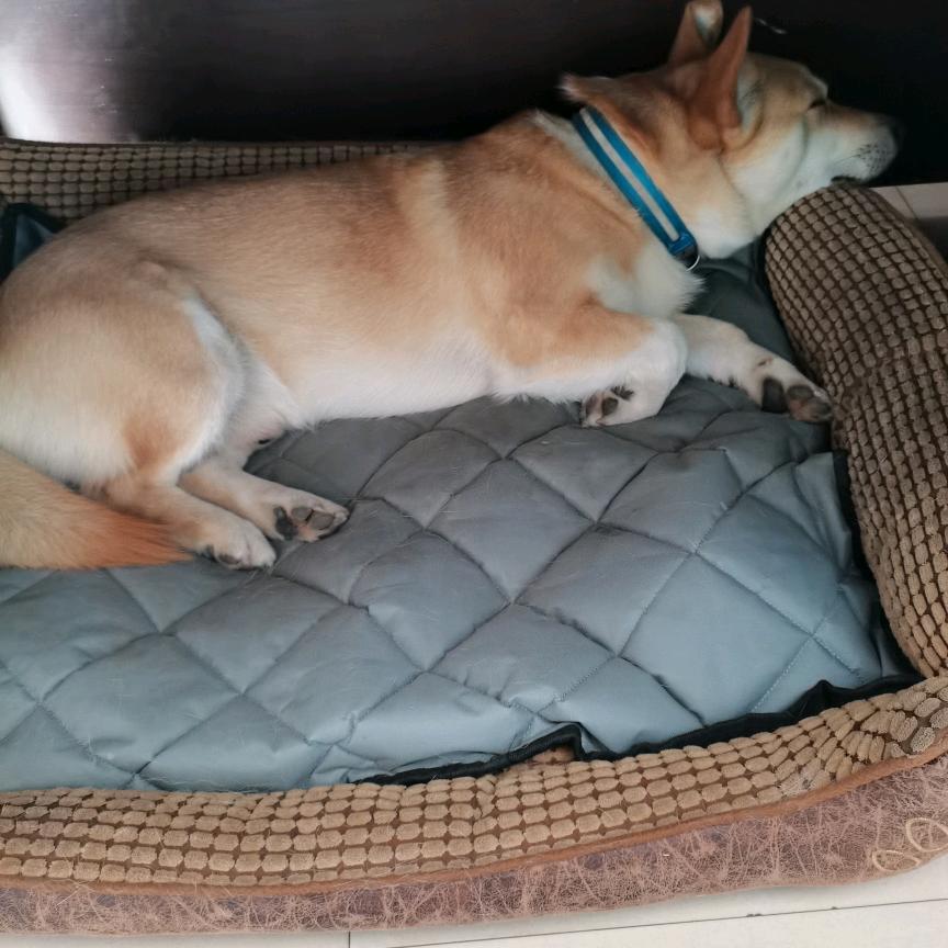 咪咪