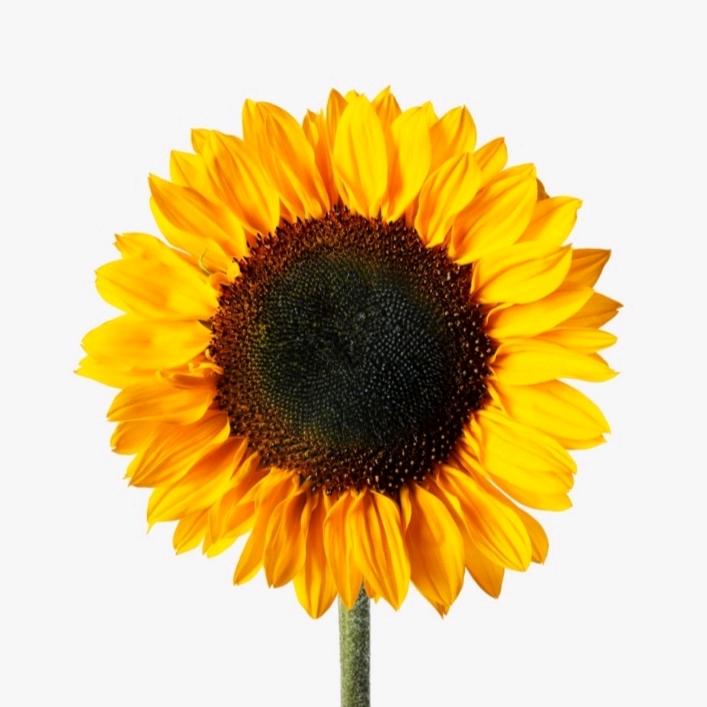 🌻向陽而生🌻