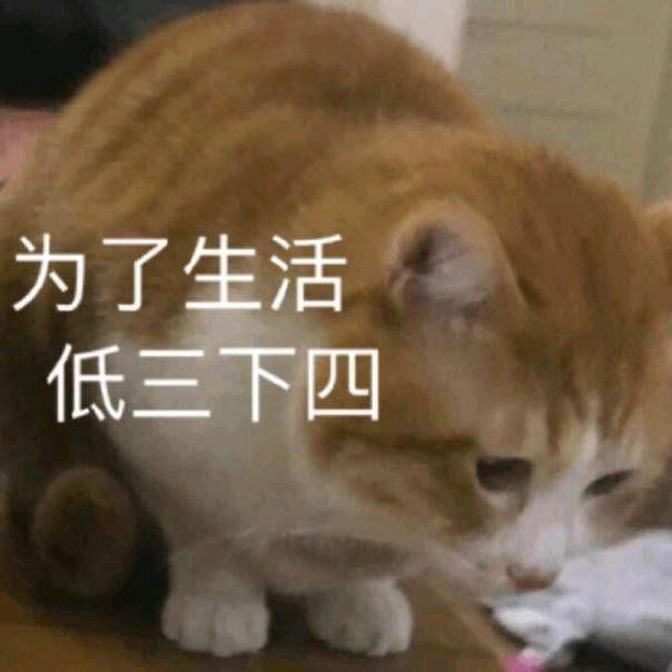🌈猫打呼噜
