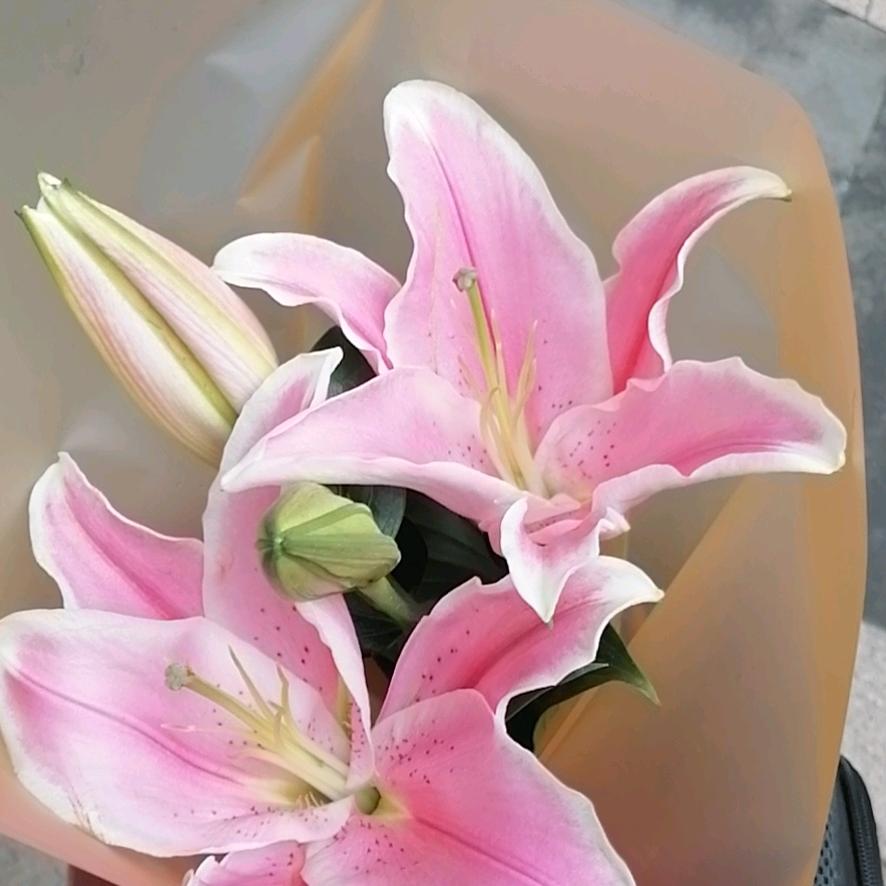 周芳羽