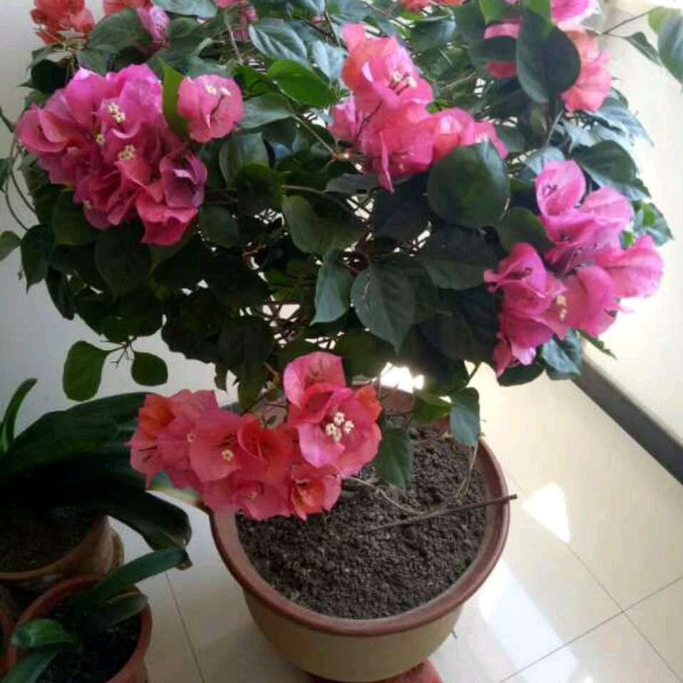 吉祥如意