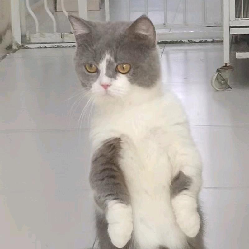 😘狗司令宠物馆😜