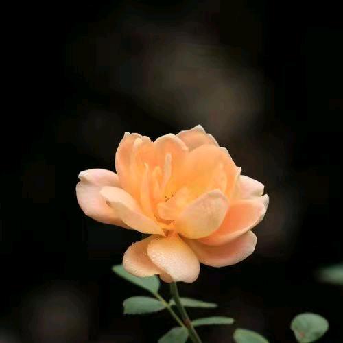 💘为伊消得人憔悴