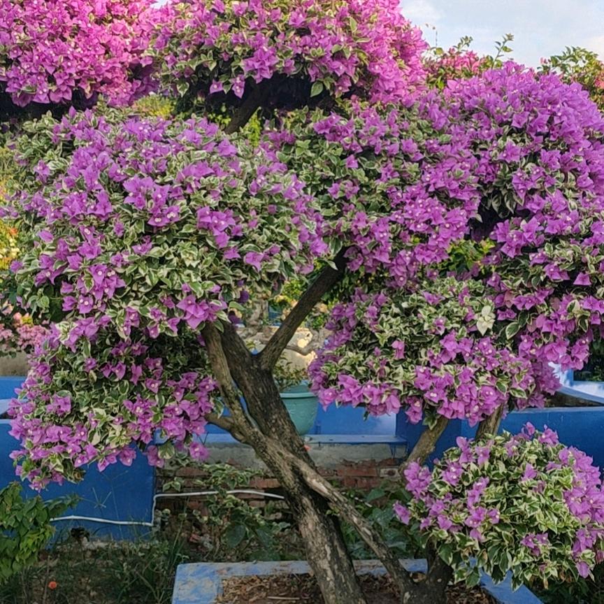 清湾台铃电动车