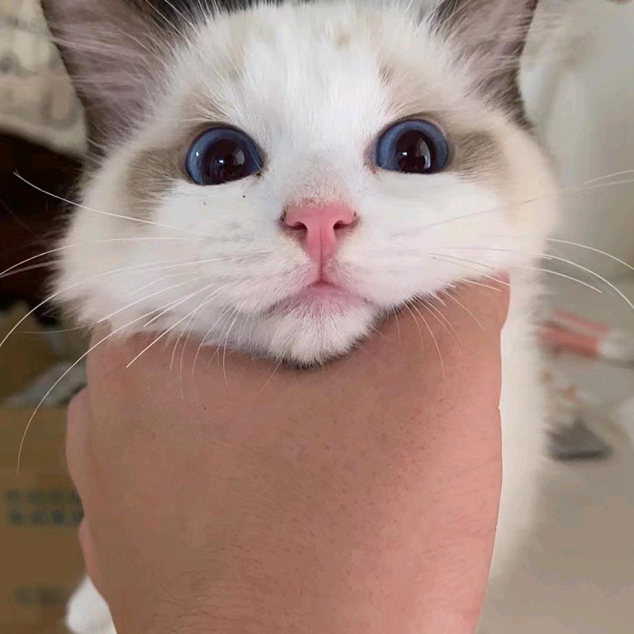 苏瑾年