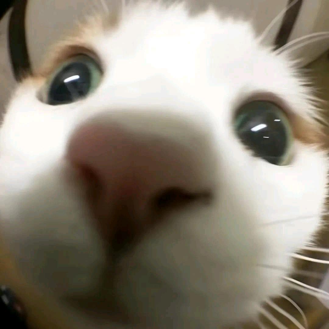 一条咸鱼（ᗜ ‸ ᗜ）