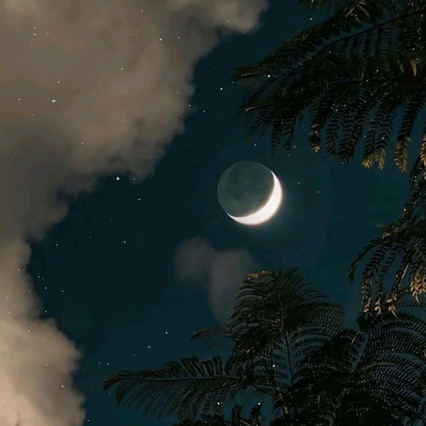 晒月亮的小金毛