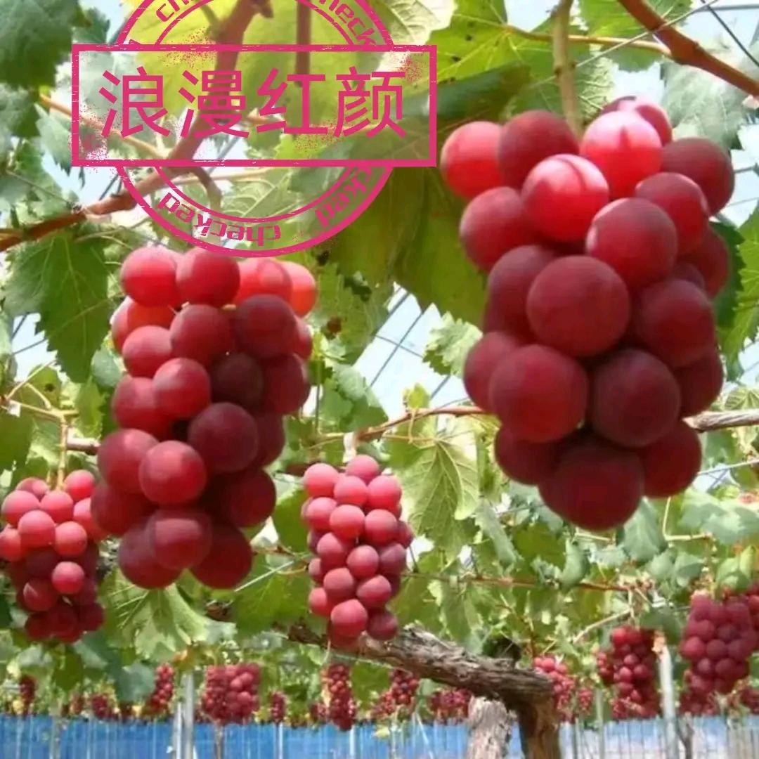 用户1095596177517