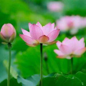 梔子花开(谢绝连赞)